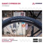 ⁦Giant Cypress DX⁩ - الصورة ⁦5⁩
