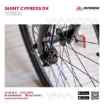 ⁦Giant Cypress DX⁩ - الصورة ⁦8⁩